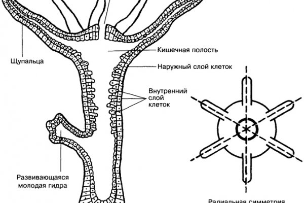 Зарегистрироваться на сайте кракен