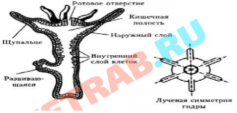 Ссылка на кракен тор kraken2 4aa337